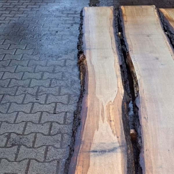 Eiche ca. 4m – Bild 3