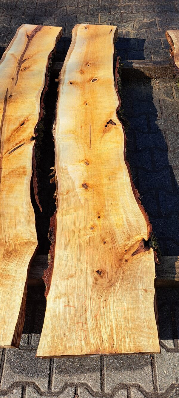 Birke ca. 2m – Bild 5