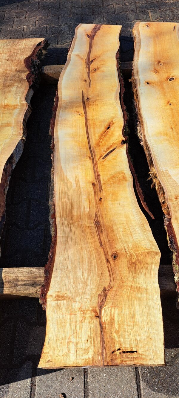 Birke ca. 2m – Bild 6