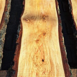 Birke ca. 1,5m