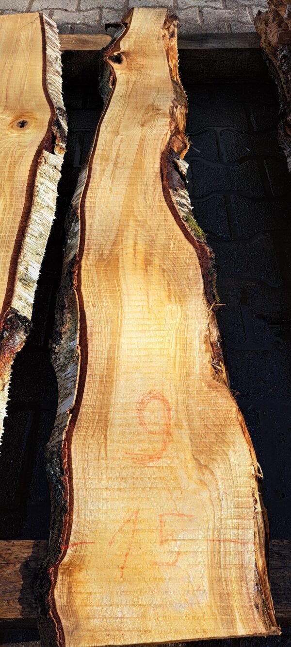 Birke ca. 1,5m – Bild 9