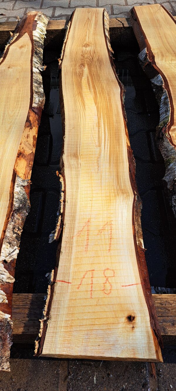 Birke ca. 1,5m – Bild 11