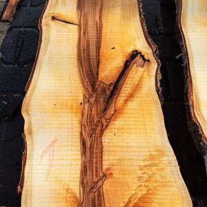 Birke ca. 1,5m